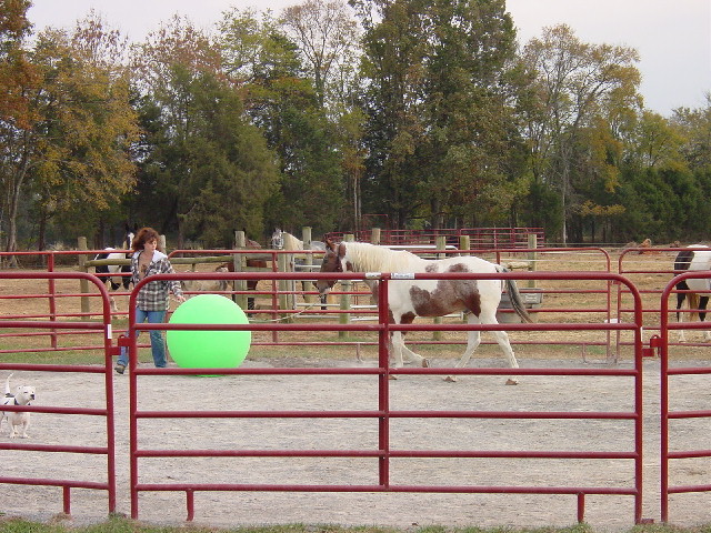 spotted saddle trail and pleasure horse picture video for sale