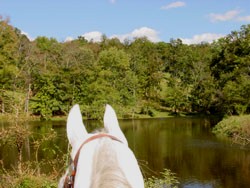 tennessee walking horses for sale smooth natural gait trail horse