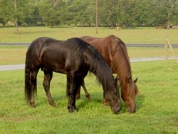 tennessee walking horses smooth easy to ride trail or pleasure