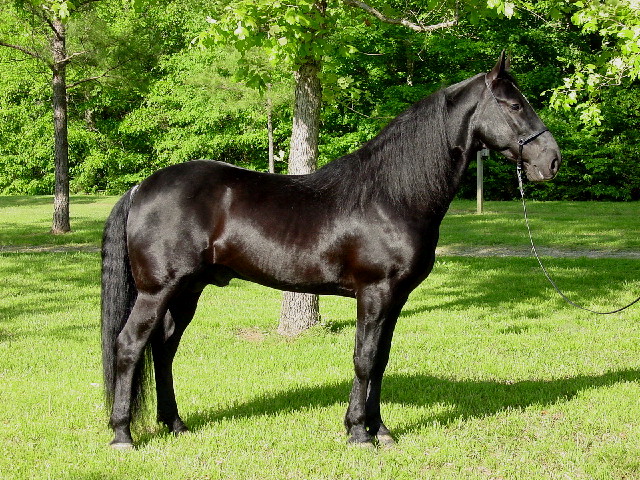 tennessee walking horses for trail and pleasure riding tennessee walkers for sale pictures and videos